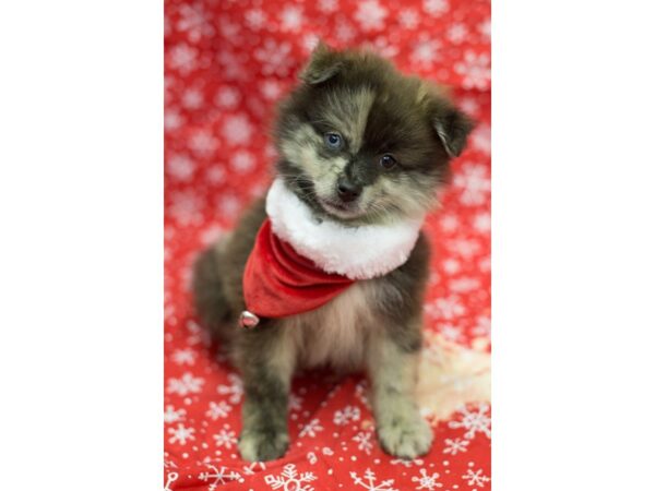 Pomeranian DOG Male Brown and White 11757 Petland Wichita, Kansas