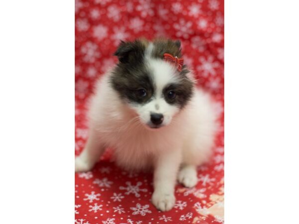 Pomeranian DOG Female Brown and White 11756 Petland Wichita, Kansas