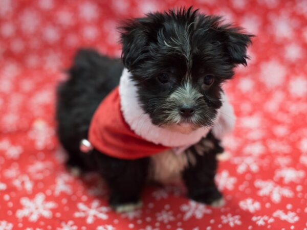 Morkie DOG Male Black and White 11755 Petland Wichita, Kansas