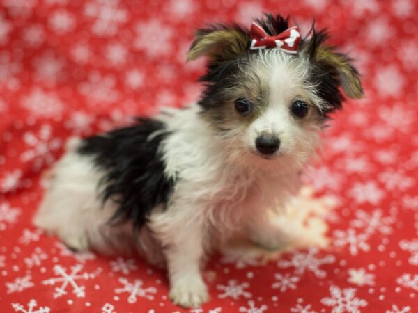 Morkie DOG Female Tri Color 11754 Petland Wichita, Kansas