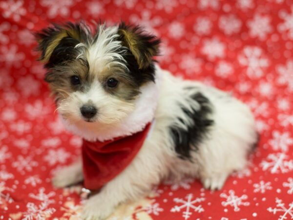 Morkie York DOG Male Tri Color 11753 Petland Wichita, Kansas