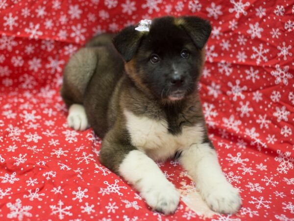 Akita DOG Female Dark Sable 11750 Petland Wichita, Kansas