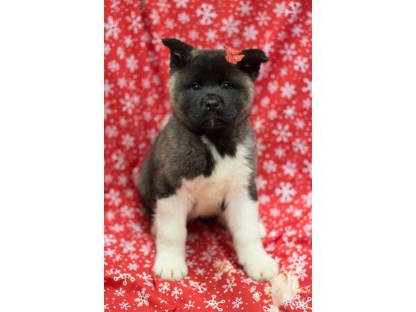 Akita DOG Female Dark Grey 11748 Petland Wichita, Kansas