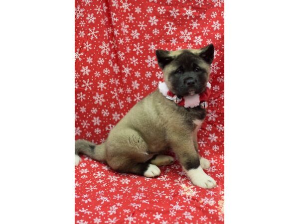 Akita DOG Female Light Sable 11749 Petland Wichita, Kansas