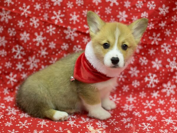 Pembroke Welsh Corgi DOG Male Red and White 11745 Petland Wichita, Kansas