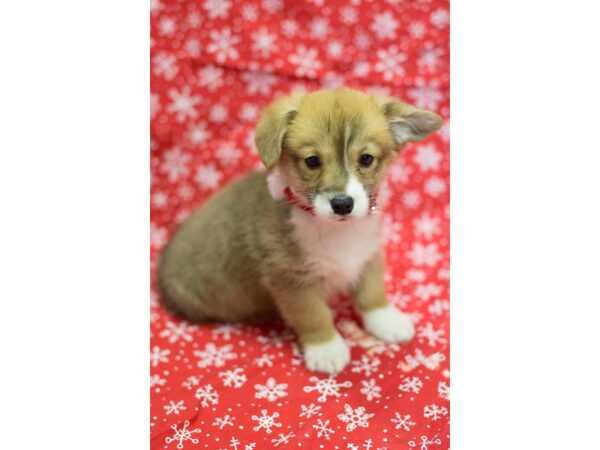 Pembroke Welsh Corgi-DOG-Female-Red and White-11746-Petland Wichita, Kansas