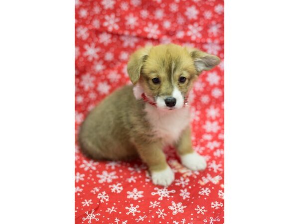 Pembroke Welsh Corgi DOG Female Red and White 11746 Petland Wichita, Kansas