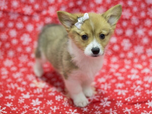 Pembroke Welsh Corgi-DOG-Female-Red and White-11747-Petland Wichita, Kansas