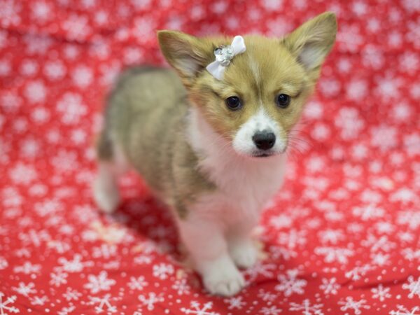 Pembroke Welsh Corgi DOG Female Red and White 11747 Petland Wichita, Kansas