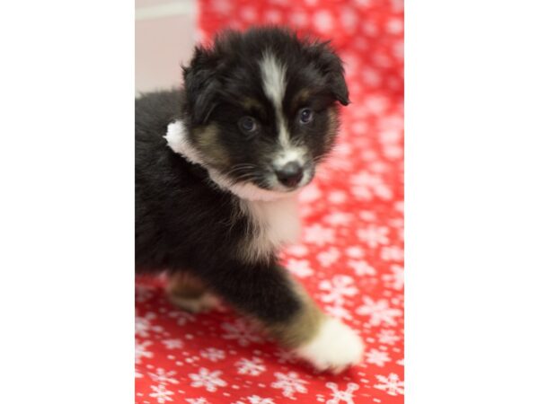 Miniature Australian Shepherd DOG Male Black Tri 11744 Petland Wichita, Kansas