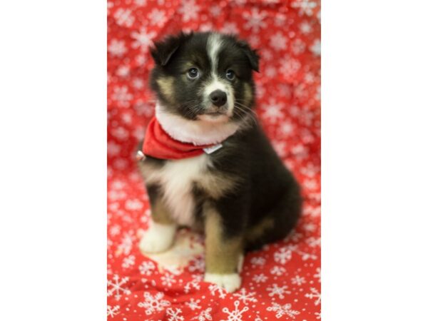 Miniature Australian Shepherd DOG Male Black Tri 11743 Petland Wichita, Kansas