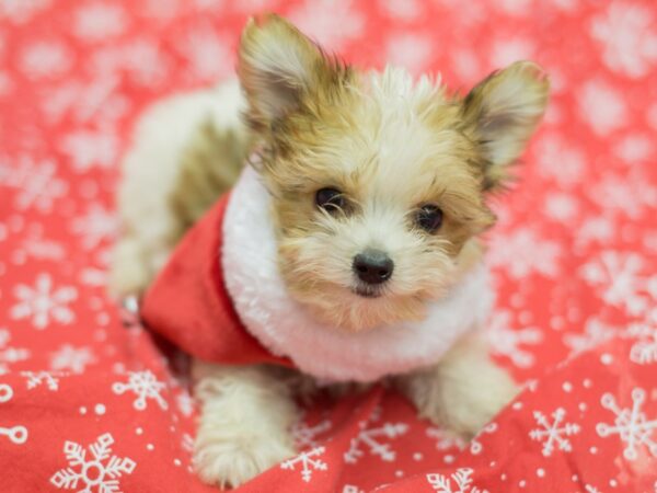 Morkie DOG Male Red and White 11790 Petland Wichita, Kansas