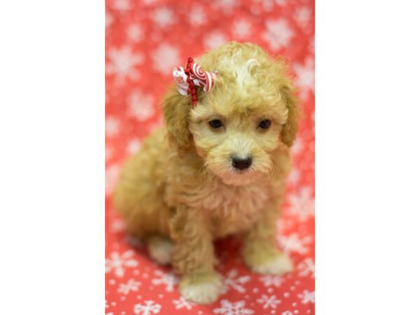 Toy Poodle DOG Female Apricot 11789 Petland Wichita, Kansas