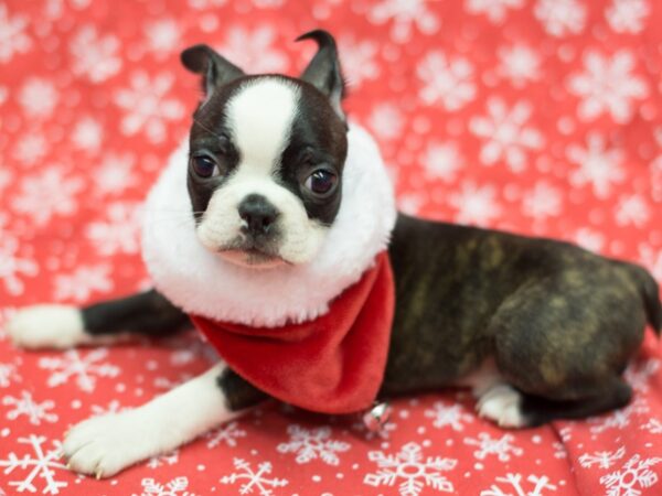 Boston Terrier-DOG-Male-Black and White-11788-Petland Wichita, Kansas