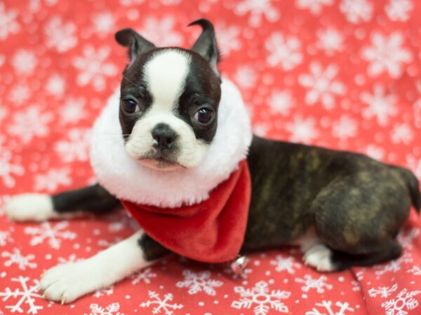 Boston Terrier DOG Male Black and White 11788 Petland Wichita, Kansas