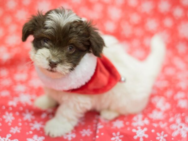 Havanese DOG Male Chocolate and White 11787 Petland Wichita, Kansas