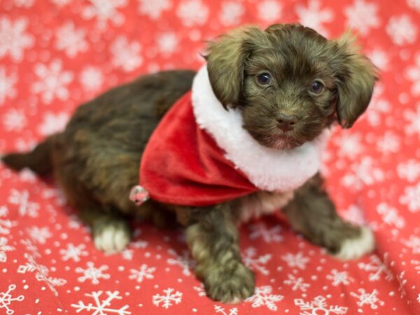 Havanese DOG Male Chocolate 11786 Petland Wichita, Kansas