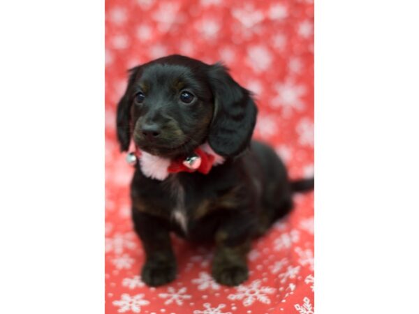 Miniature Dachshund DOG Female Black with Brindle Legs 11785 Petland Wichita, Kansas