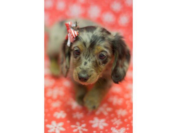 Miniature Dachshund DOG Female Blue Merle 11784 Petland Wichita, Kansas