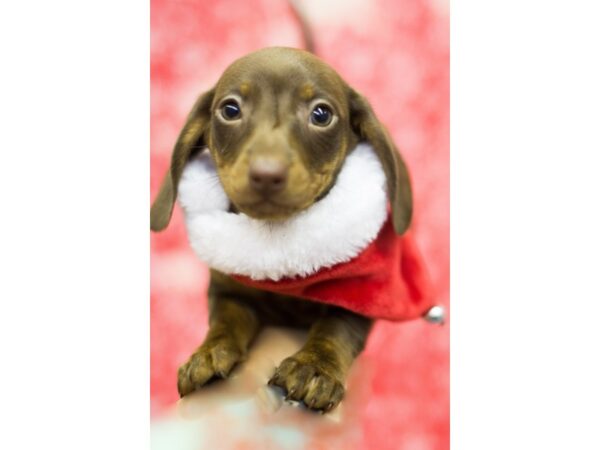 Miniature Dachshund DOG Male Chocolate 11783 Petland Wichita, Kansas