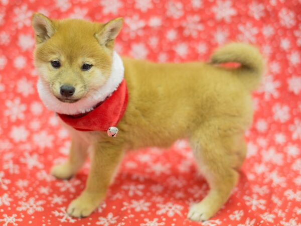 Shiba Inu DOG Male Sesame 11782 Petland Wichita, Kansas