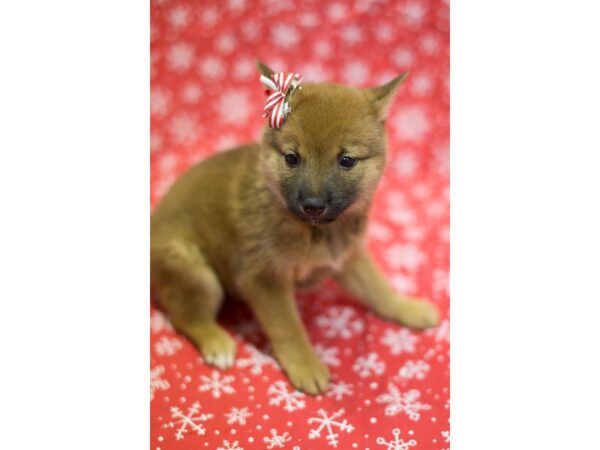 Shiba Inu DOG Female Sesame 11781 Petland Wichita, Kansas