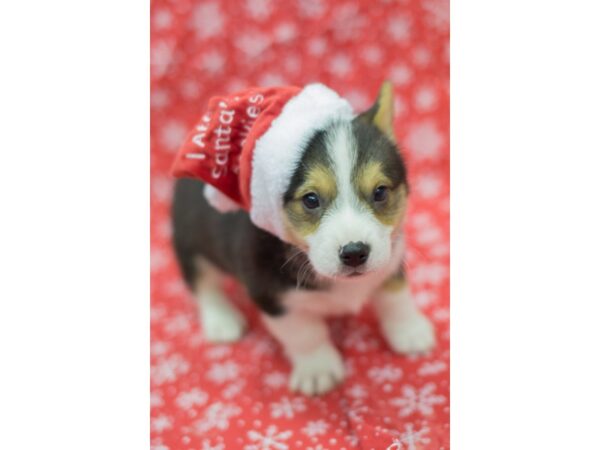 Pembroke Cardigan Welsh Corgi DOG Male Tri Color 11779 Petland Wichita, Kansas