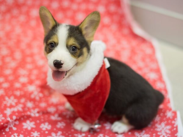 Pembroke Cardigan Welsh Corgi DOG Male Tri Color 11778 Petland Wichita, Kansas