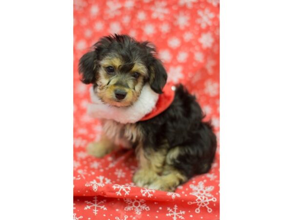 Yorkiepoo DOG Male Black and Tan 11777 Petland Wichita, Kansas