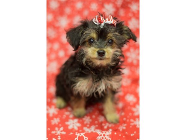 Yorkiepoo DOG Female Black and Tan 11776 Petland Wichita, Kansas