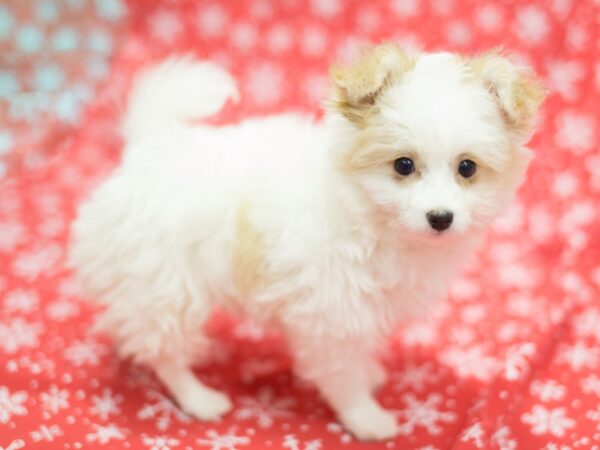 Toy Pompoo DOG Female Red and White 11775 Petland Wichita, Kansas