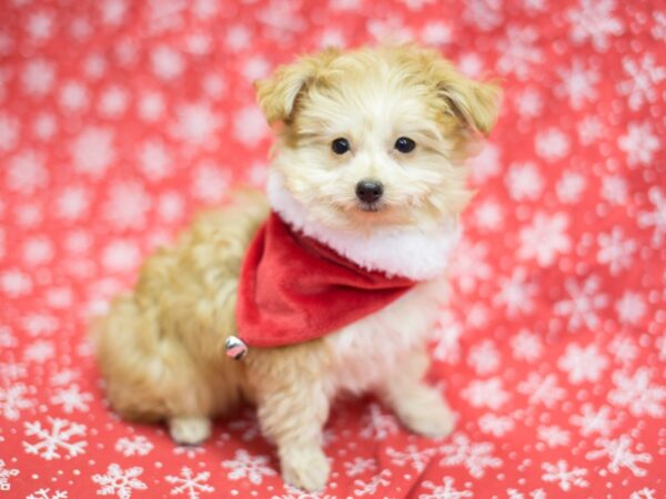 Toy Pompoo-DOG-Male-Red-11774-Petland Wichita, Kansas