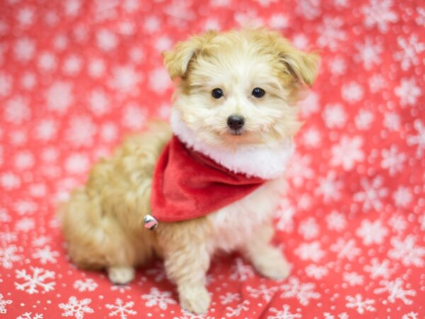 Toy Pompoo DOG Male Red 11774 Petland Wichita, Kansas