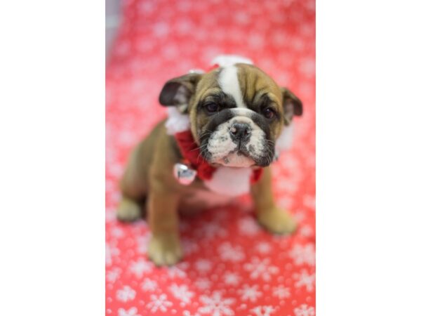 English Bulldog DOG Female Red and White 11773 Petland Wichita, Kansas