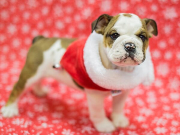 English Bulldog-DOG-Male-Red and White-11772-Petland Wichita, Kansas