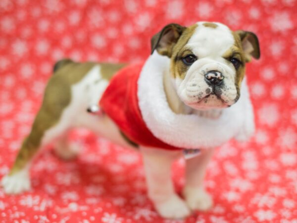 English Bulldog DOG Male Red and White 11772 Petland Wichita, Kansas