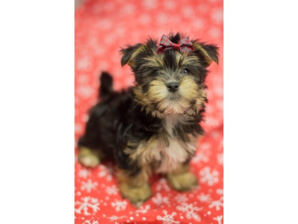 Milky DOG Female Black and Tan 11771 Petland Wichita, Kansas