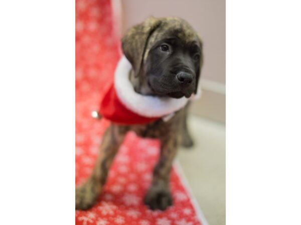 English Mastiff DOG Male Brindle 11770 Petland Wichita, Kansas