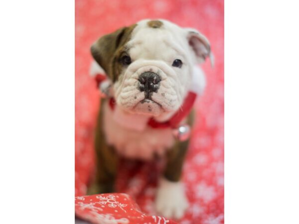 English Bulldog-DOG-Female-White and Brindle-11768-Petland Wichita, Kansas