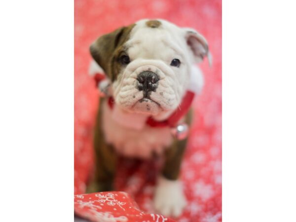 English Bulldog DOG Female White and Brindle 11768 Petland Wichita, Kansas