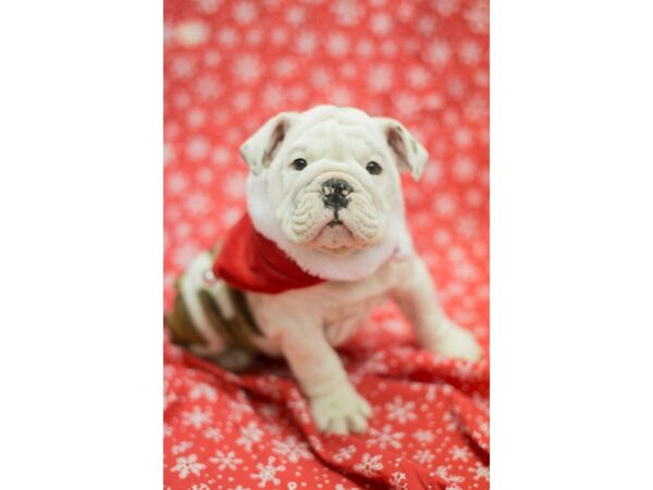 English Bulldog-DOG-Male-White and Brindle-11767-Petland Wichita, Kansas