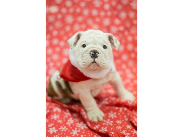 English Bulldog DOG Male White and Brindle 11767 Petland Wichita, Kansas