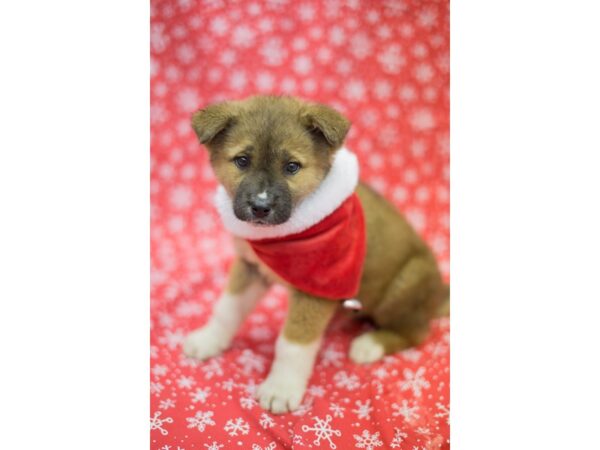 Akita-DOG-Male-Dark Sable-11766-Petland Wichita, Kansas