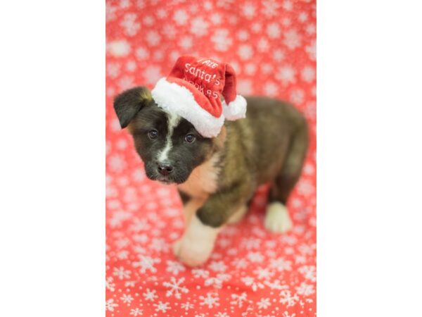 Akita-DOG-Male-Dark Sable-11765-Petland Wichita, Kansas