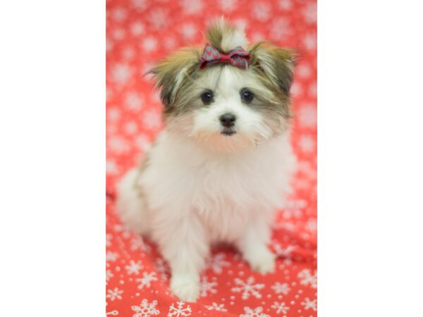 Maltipom DOG Female Gold and White 11780 Petland Wichita, Kansas