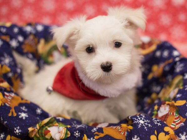 Maltese DOG Male White 11821 Petland Wichita, Kansas