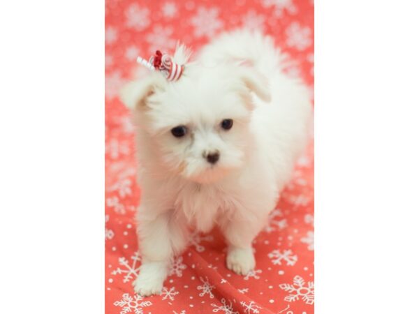 Maltese DOG Female White 11820 Petland Wichita, Kansas