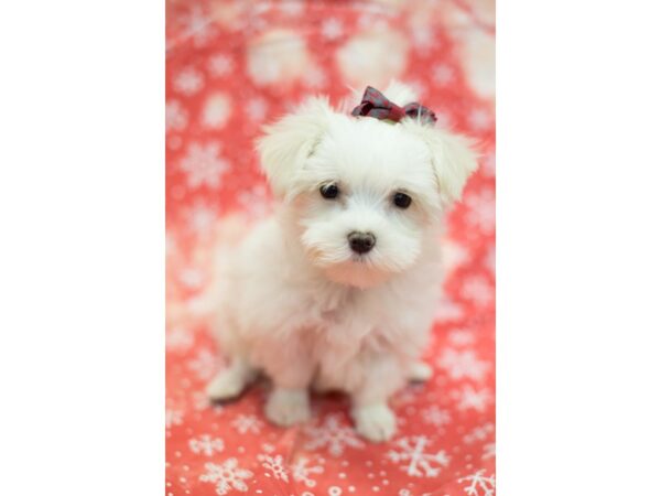 Maltese DOG Female White 11819 Petland Wichita, Kansas