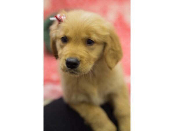 Golden Retriever DOG Female Light Golden 11816 Petland Wichita, Kansas