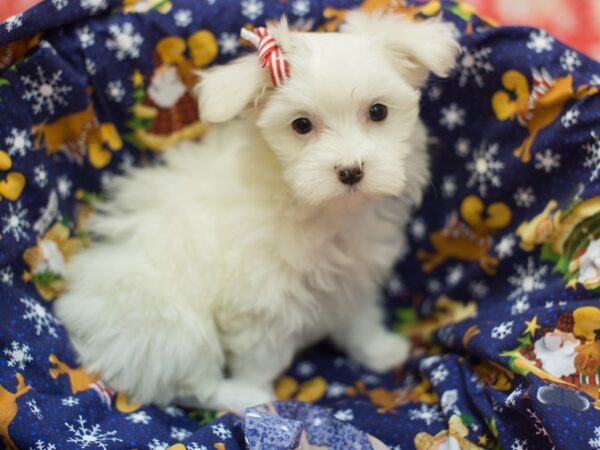 Maltese DOG Female White 11817 Petland Wichita, Kansas